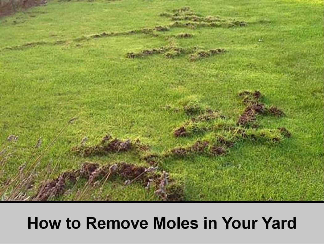 How to Remove Moles in Your Yard Critter Stop